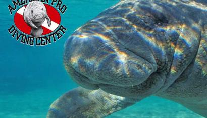 Swim with Manatees in Crystal River & Homosassa, FL