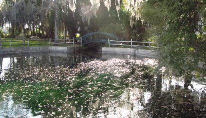 Natural Springs in Citrus County, FL | Discover Crystal River