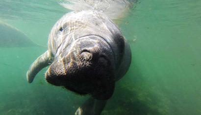 Encounters with Manatees in Crystal River, Florida - MilesGeek