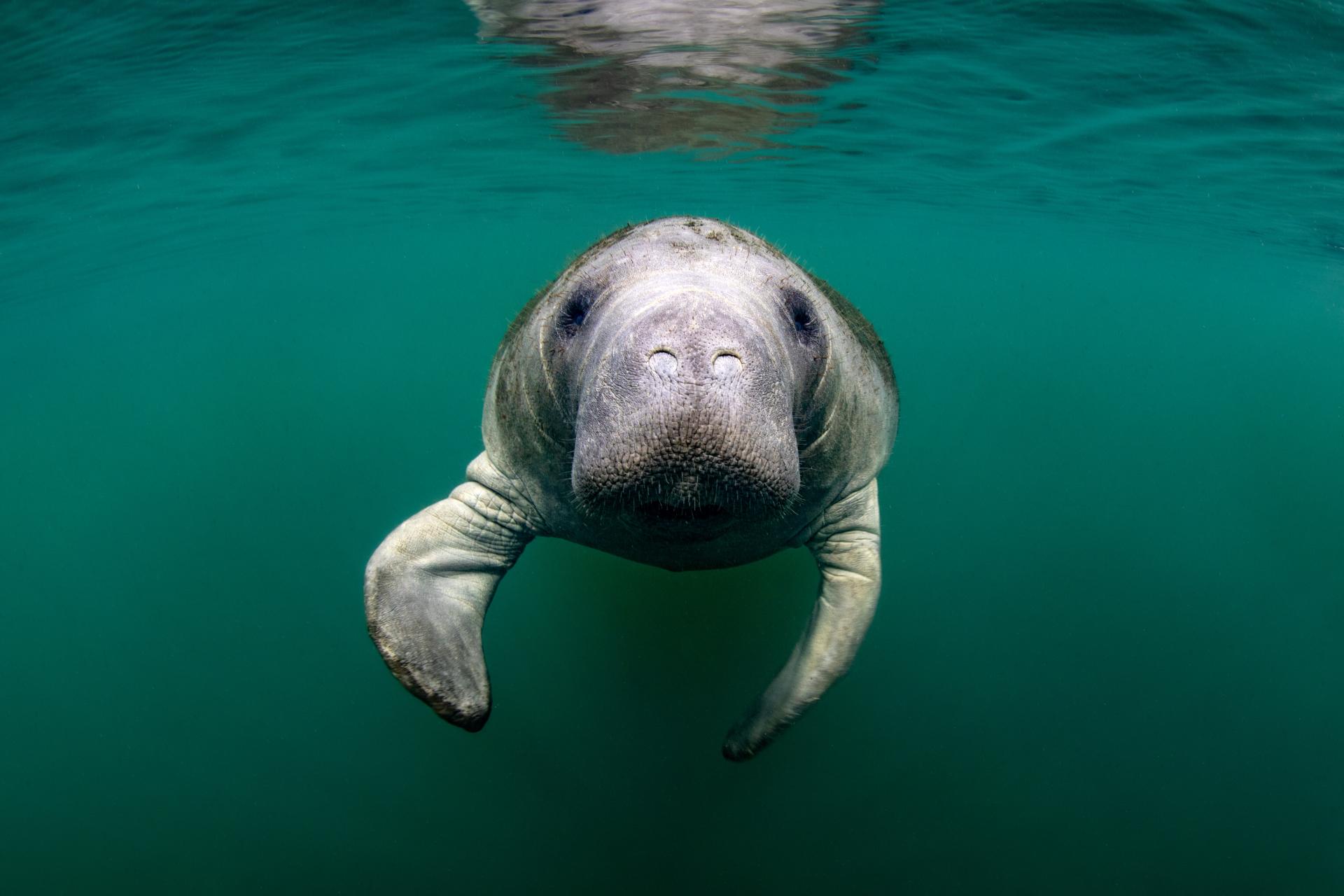 10 Fun Facts About Manatees Discover Crystal River