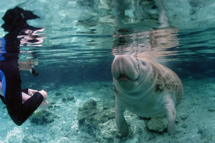 How to Help Manatee Conservation Efforts at Home | Discover Crystal River