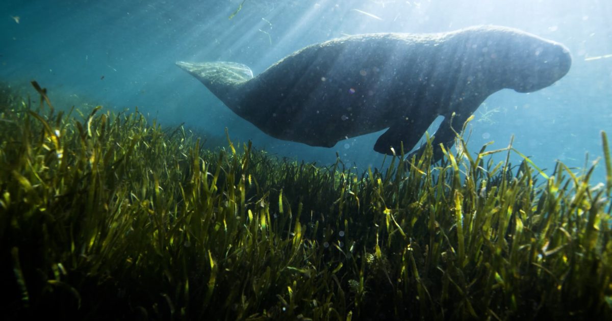 Invasive Aquatic Plants That Impact Manatees | Discover Crystal River