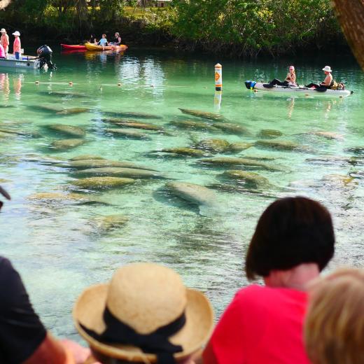 where do manatees go in the summer        <h3 class=