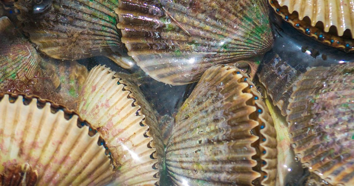 A Guide To Scalloping In Crystal River, Florida