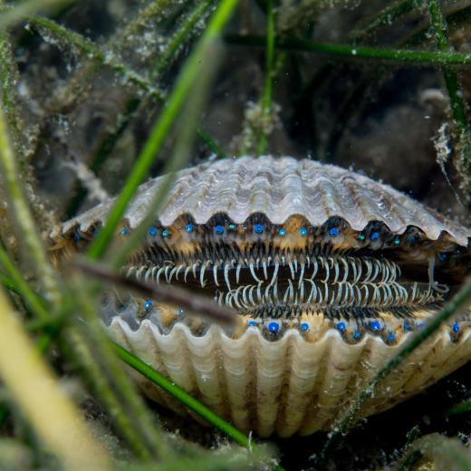 Rainforest of the Sea | Discover Crystal River