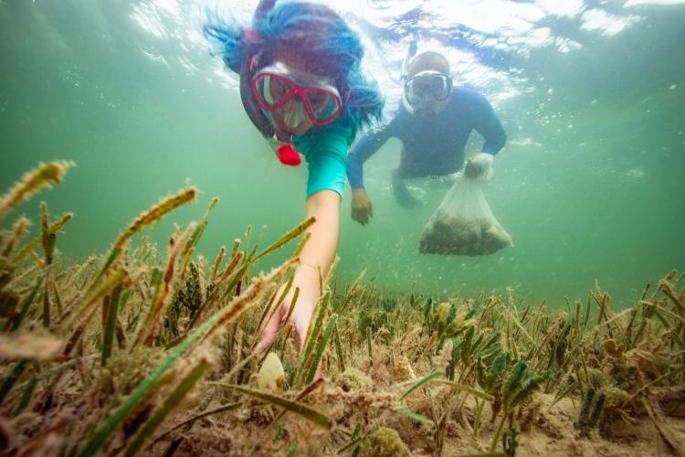 Rainforest of the Sea | Discover Crystal River