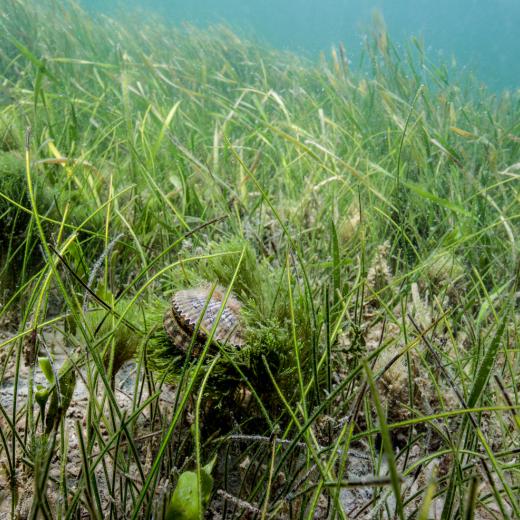 Rainforest of the Sea | Discover Crystal River