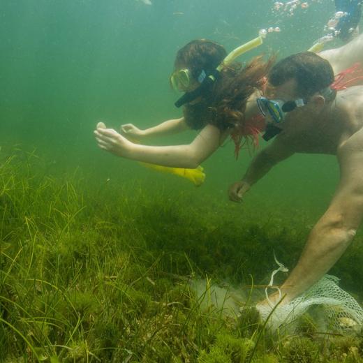 Scalloping In Crystal River Florida