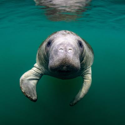 https://www.discovercrystalriverfl.com/imager/s3_us-east-1_amazonaws_com/crystalriver-2019/images/manatees/CCmanatee18_09891fa78446615a68a7c36d301689a0.jpg