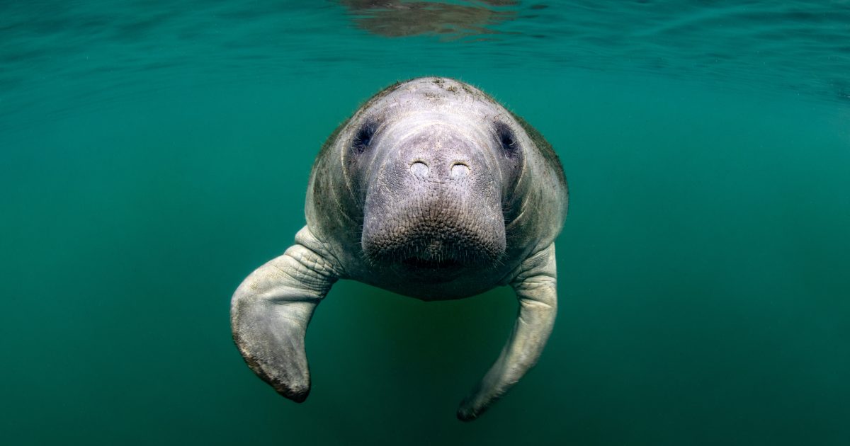 10 Fun Facts About Manatees Discover Crystal River