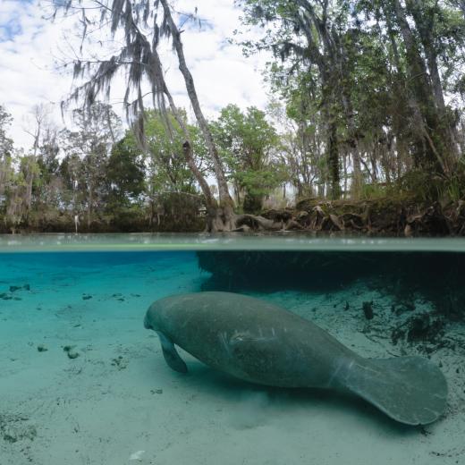 manatee in clear water
