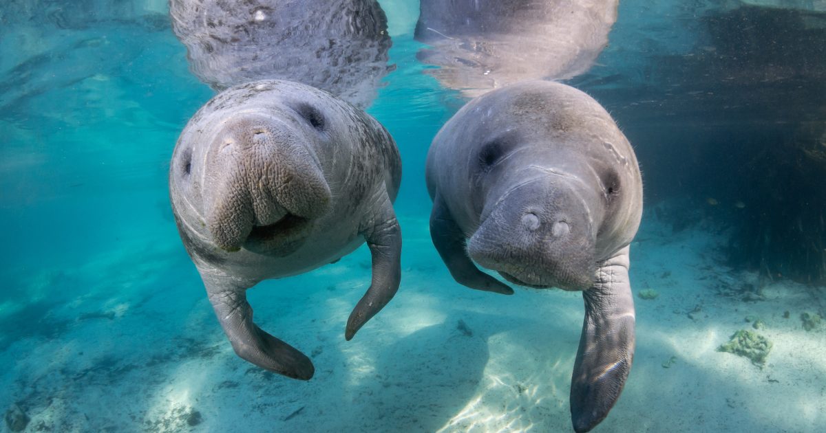 Do's and Don'ts When Meeting A Manatee in Crystal River, FL